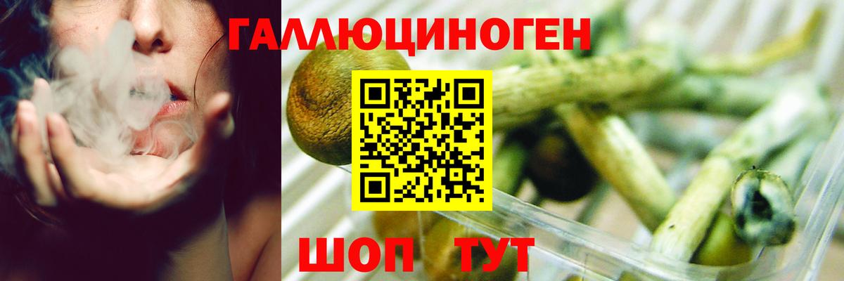 Медногорск  Псилоцибиновые грибы Psilocybine cubensis  Вход с VPN 